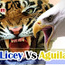 Cancelan juegos Tigres del Licey Vs Águilas Cibaeñas en New York 